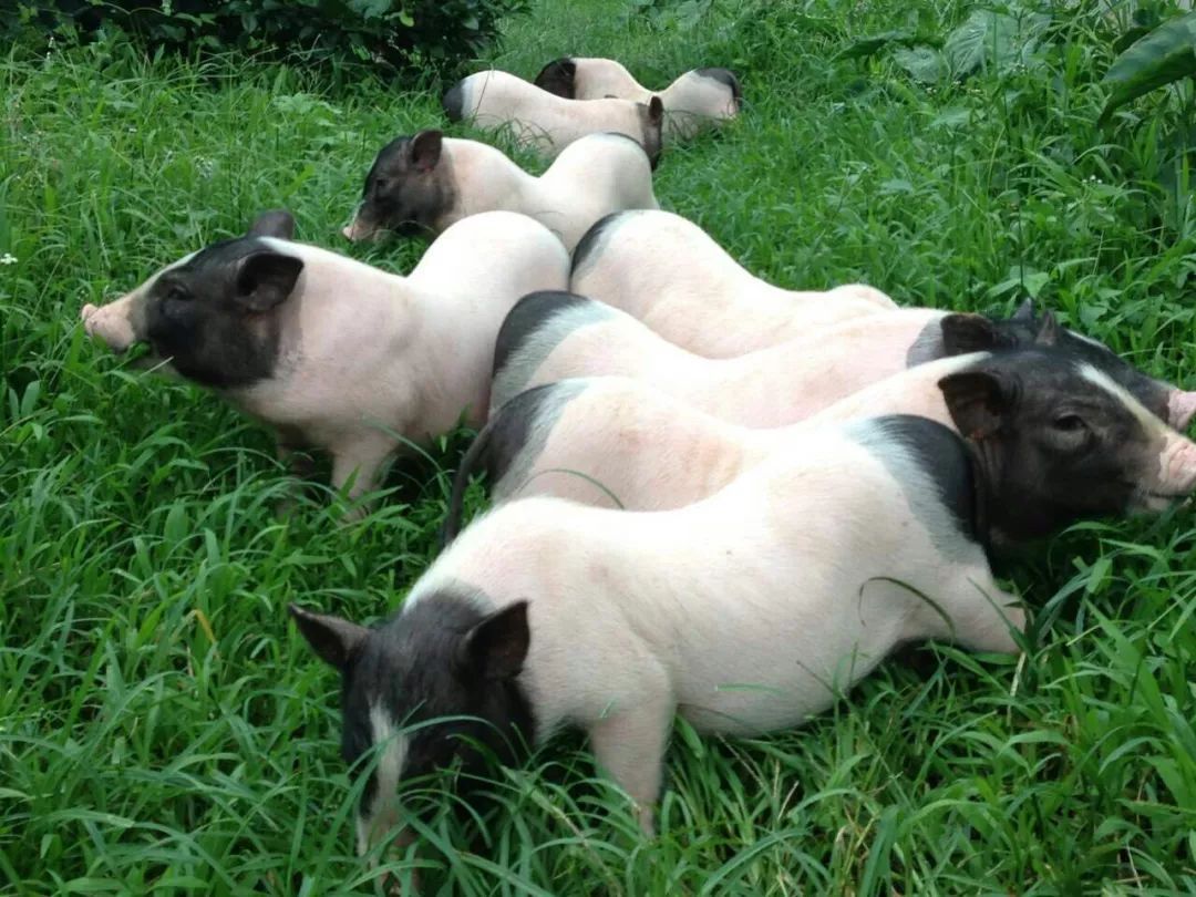 广西巴马长寿村真的可以长寿吗,广西巴马长寿村能养生是真还是假