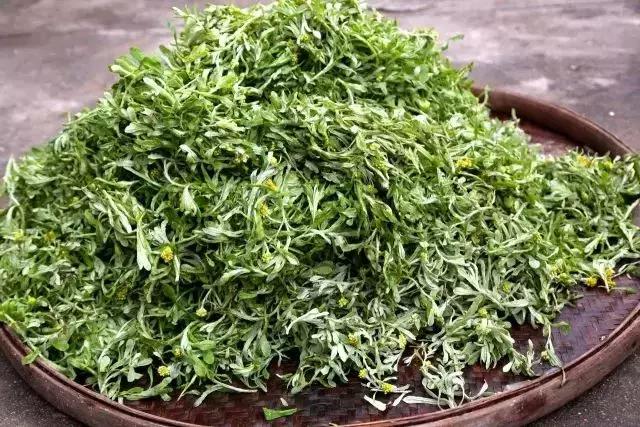 武穴又到挖野菜的时候了,江边好多人都在挖野菜,你吃了吗?