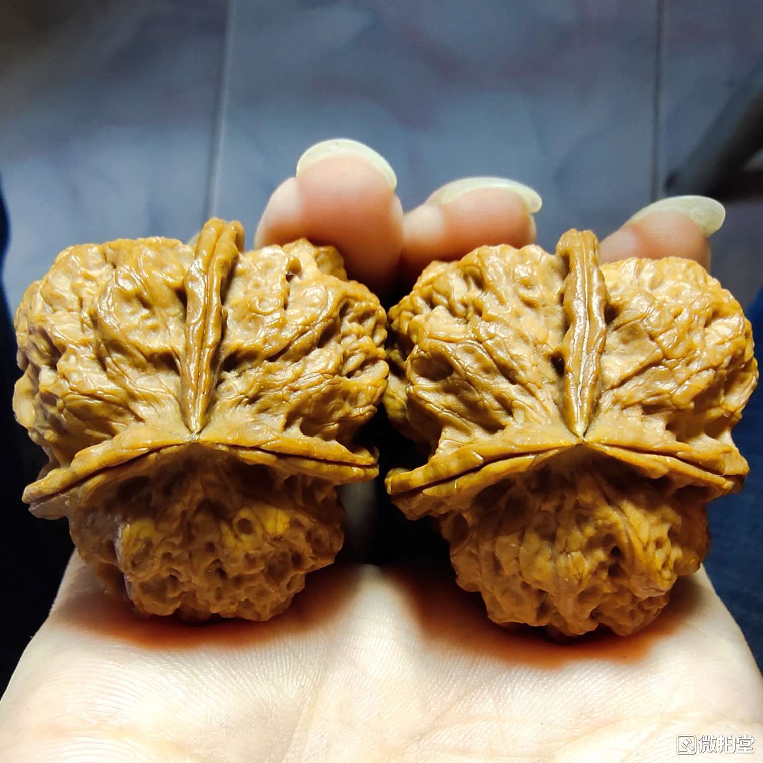 文玩核桃蛤蟆头产地,文玩核桃产地哪里的最好