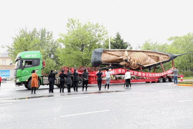 大连座头鲸标本,大连标本制作工厂