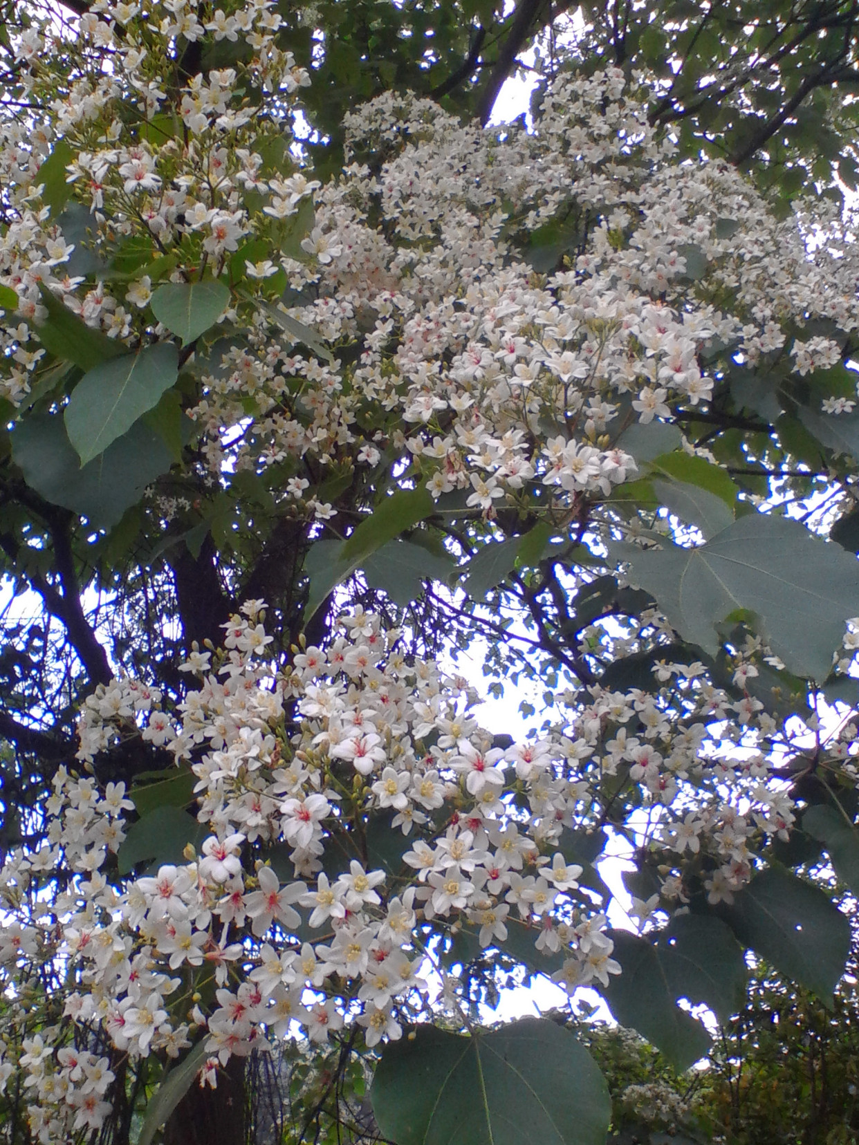 绿化带常见植物名称及图片,100种绿化带或路边常见的花草