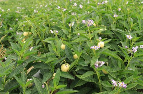 人参果树可以做什么,人参果的栽培方法