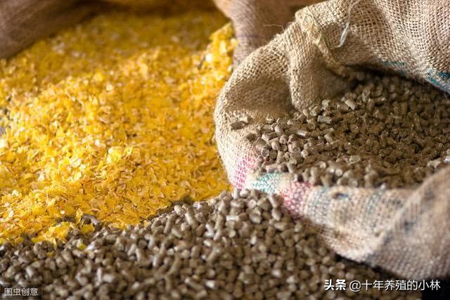 鸡消化不良、嗉囊胀气怎么治？喂上这个两天搞定