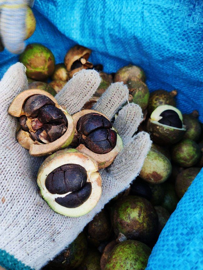 山茶籽农家自榨山茶油,山茶麸文化传承