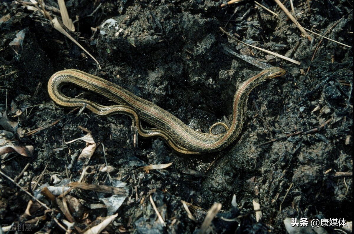 院子里有蛇种什么树花能驱蛇,农村房屋周边的蛇怎么驱除