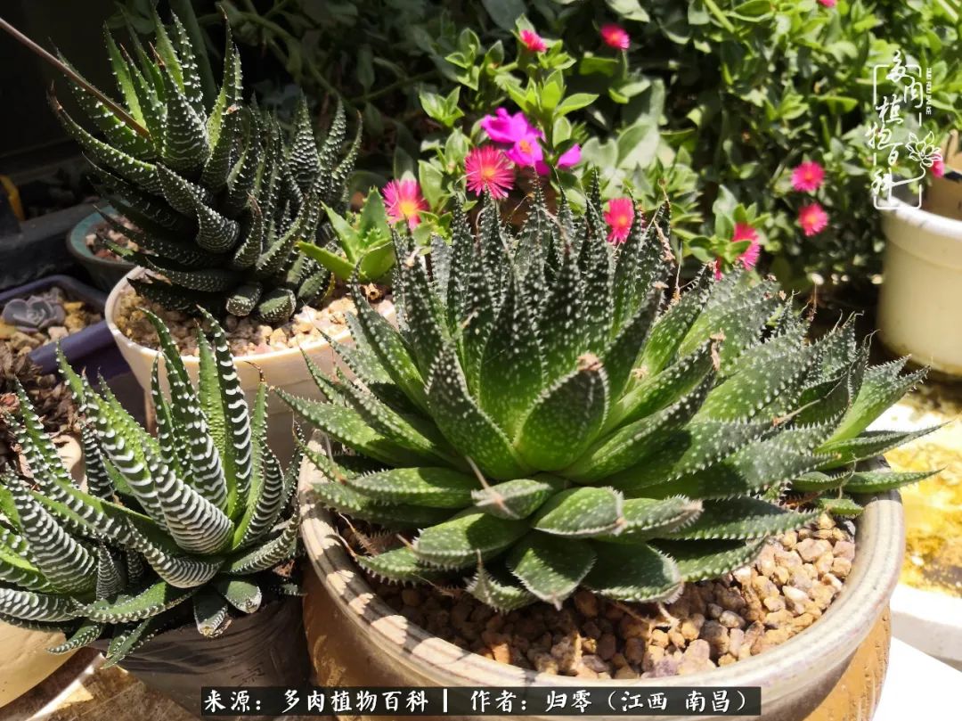 人生转个弯,在小院遇见落入凡间的多肉小精灵