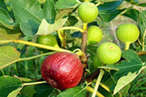 无花果常见病害识别与防治,无花果容易得什么病虫害