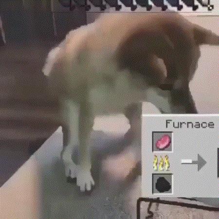 我的世界mc宠物生存合集,我的世界五个玩家喜欢的宠物