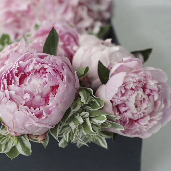 花语大全：各种鲜花的花语，不同颜色寓意也不一样啊