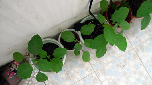 阳台种植茄子的方法,栽种茄子怎么浇水