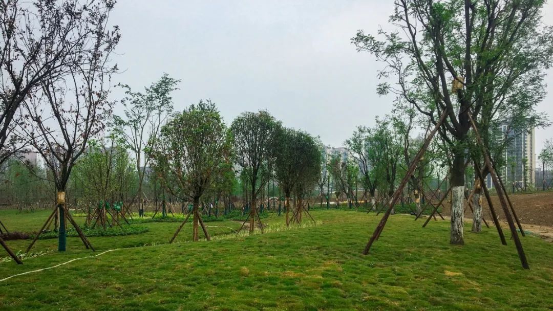 彭山竹韵廊在什么地方,彭山区竹韵廊公园航拍