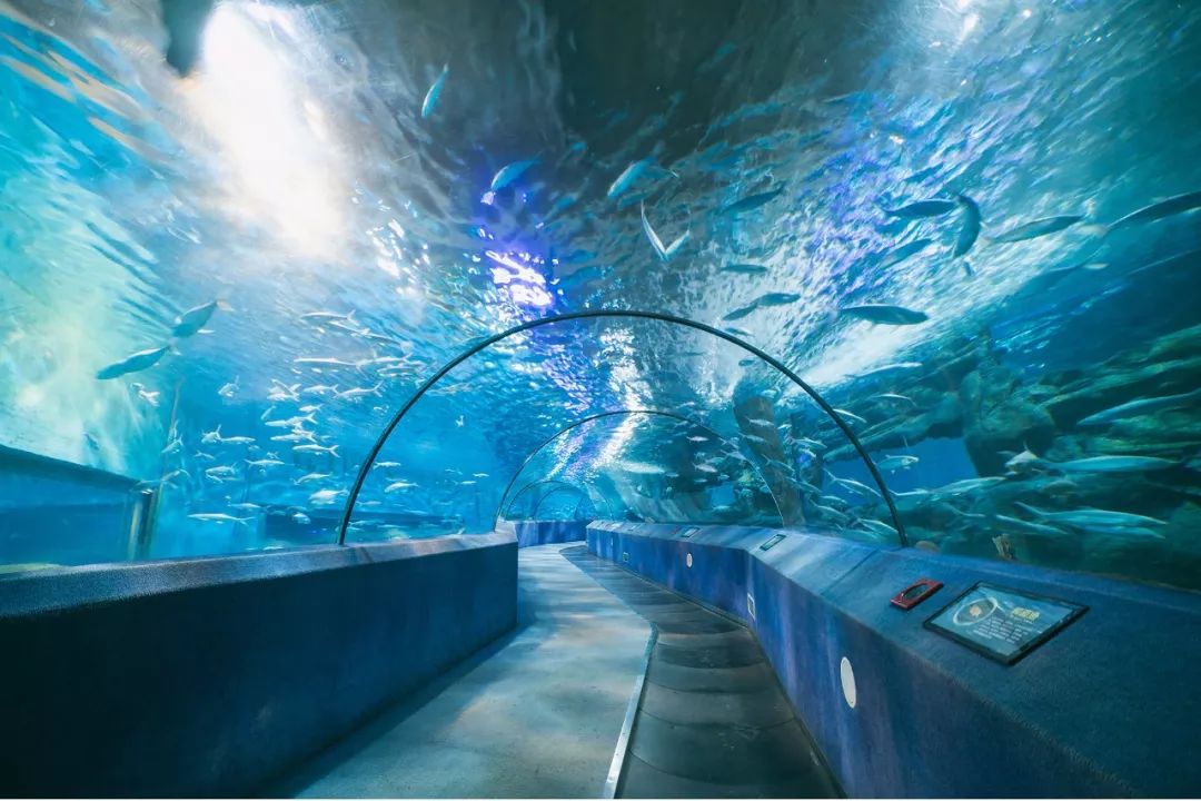 南京海底世界小朋友要票吗,南京海底世界99元一大一小套票