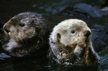 西安圣诞节礼物在哪买,西安圣诞节礼包免费领取
