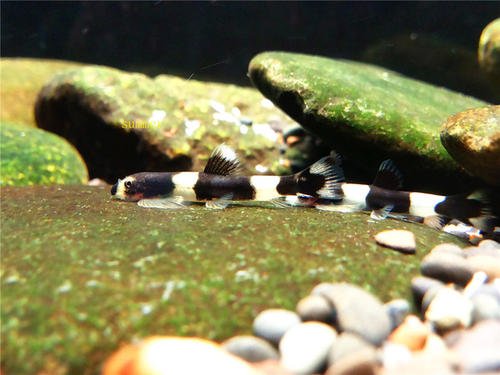 原生缸吸鳅推荐,鳅鱼能养在鱼缸里吗