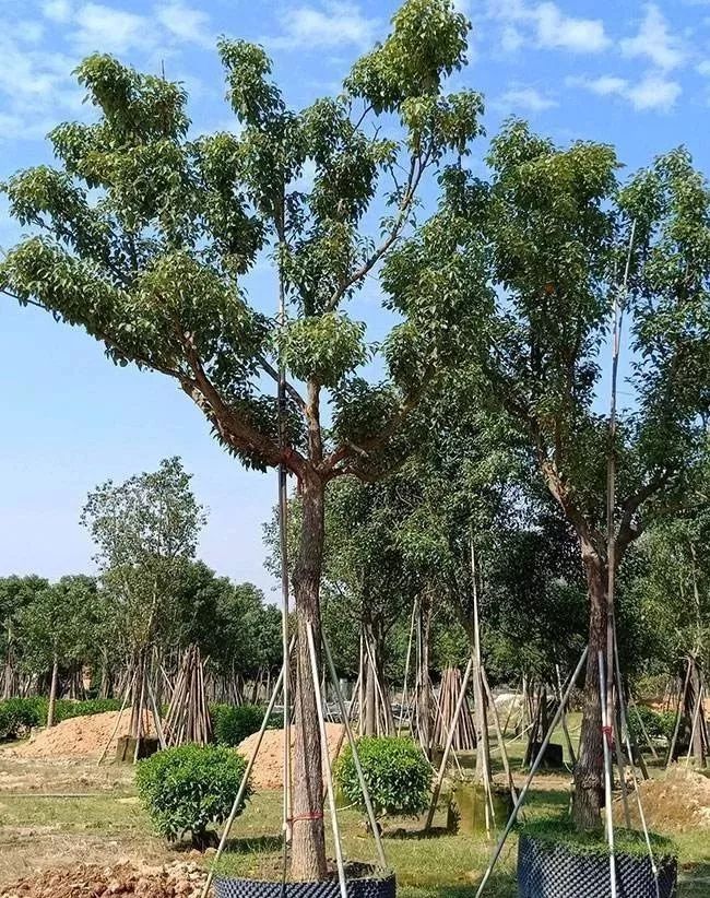 苗木行情今秋北方苗木行情如何,苗木主产区现在的现状