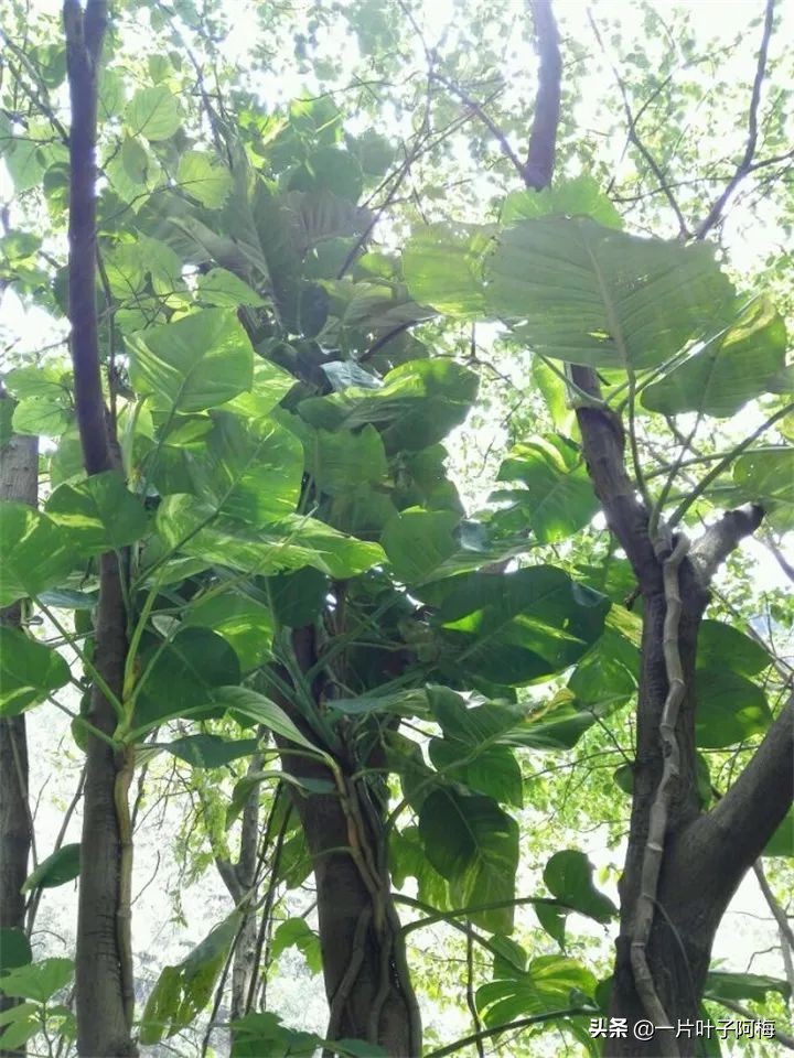 绿萝为什么叶子越来越小,绿萝为啥叶子越养越小