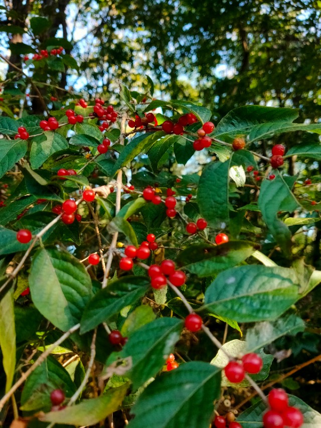 大连安波鸿缘温泉山庄,大连安波温泉民宿