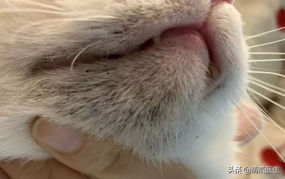 猫咪居然“长黑头”！？是家里太脏了吗！