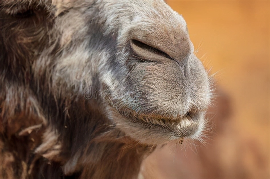 鼻子呼气的温度,鼻子呼出的热气温度多少正常