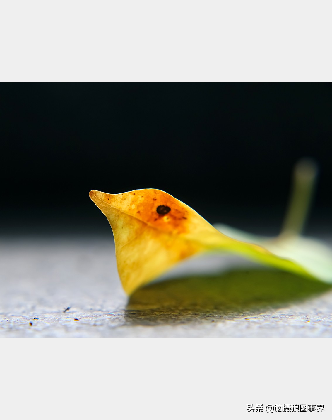 佳能rf24105f4和ef24105f4二代,佳能24105银圈镜头虚化效果