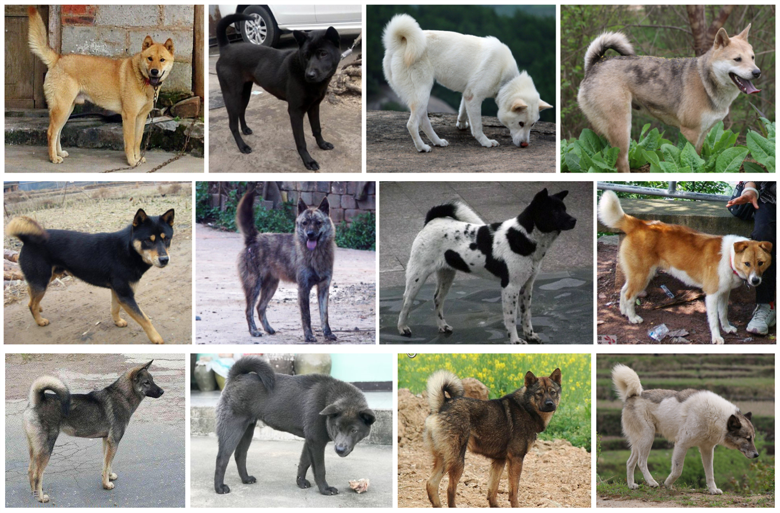 中华田园犬有什么特点,中华田园犬为什么现在越来越少了