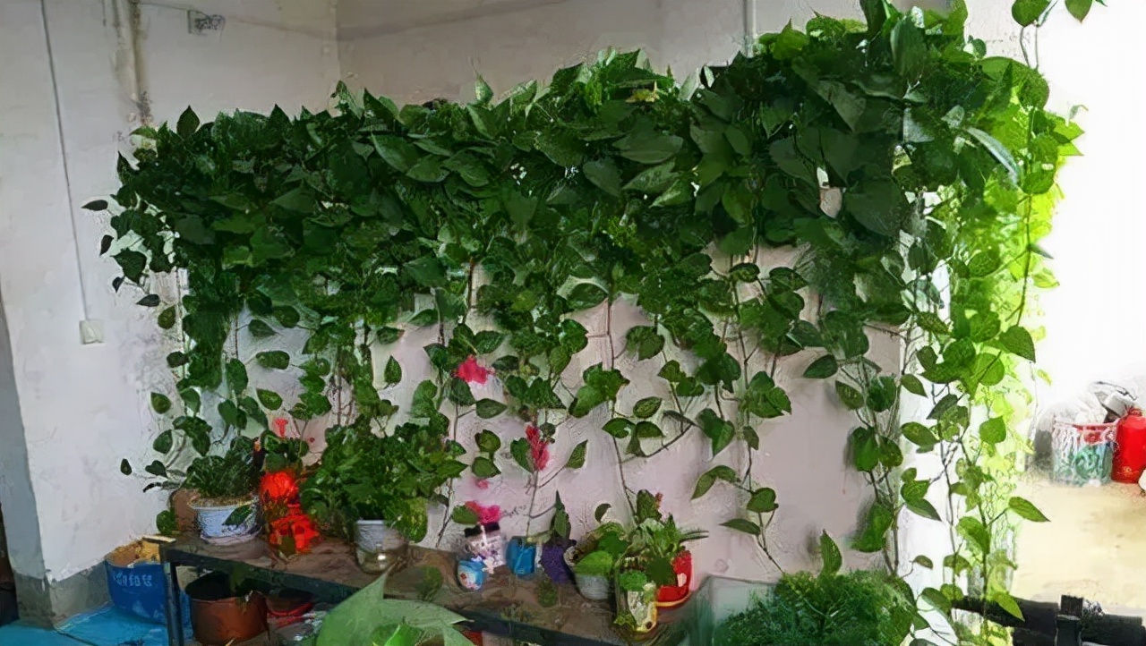 家里种什么吸甲醛最好,车内种什么植物可吸甲醛去异味