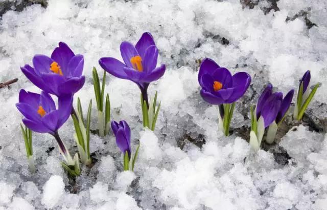 中国十大名贵稀有植物物种,全身是宝的名贵植物有哪些