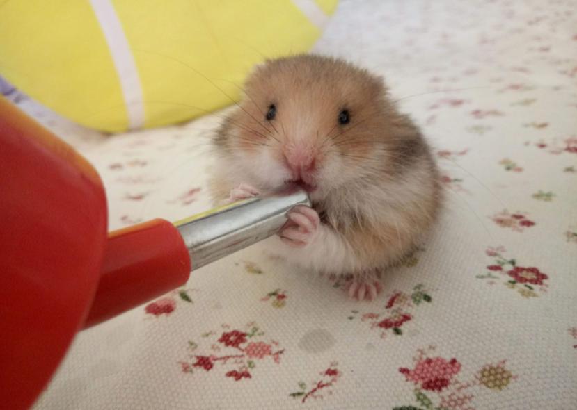 养仓鼠要记住的小知识,养仓鼠必须知道的8大常识问题