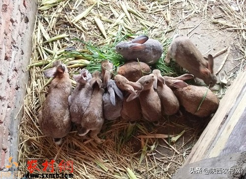 比打工好的挣钱小项目,比创业更好的副业