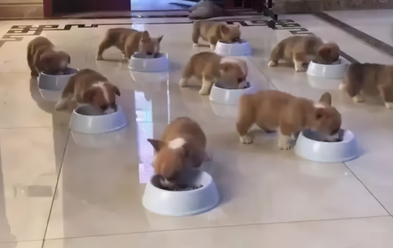 三个月柯基多久认主,柯基三个月一天排几次便正常