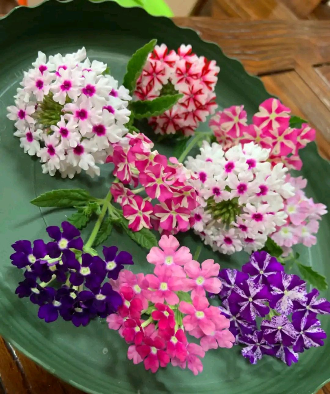 这8种花你不要乱浇水,新手种花品种推荐