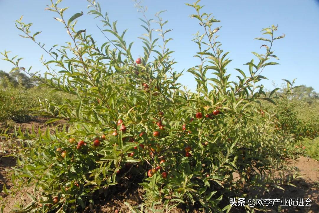 欧李是麻梨吗,欧李是什么水果