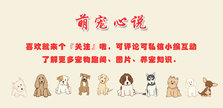 辟谣丨用棉签能让母猫停止发情？无知！小心你的“爱”要了猫的命