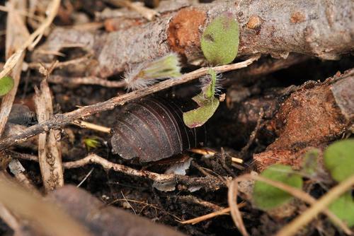 土里有虫卵别大意，赶紧来几样东西灭虫，效果好不用买除虫剂