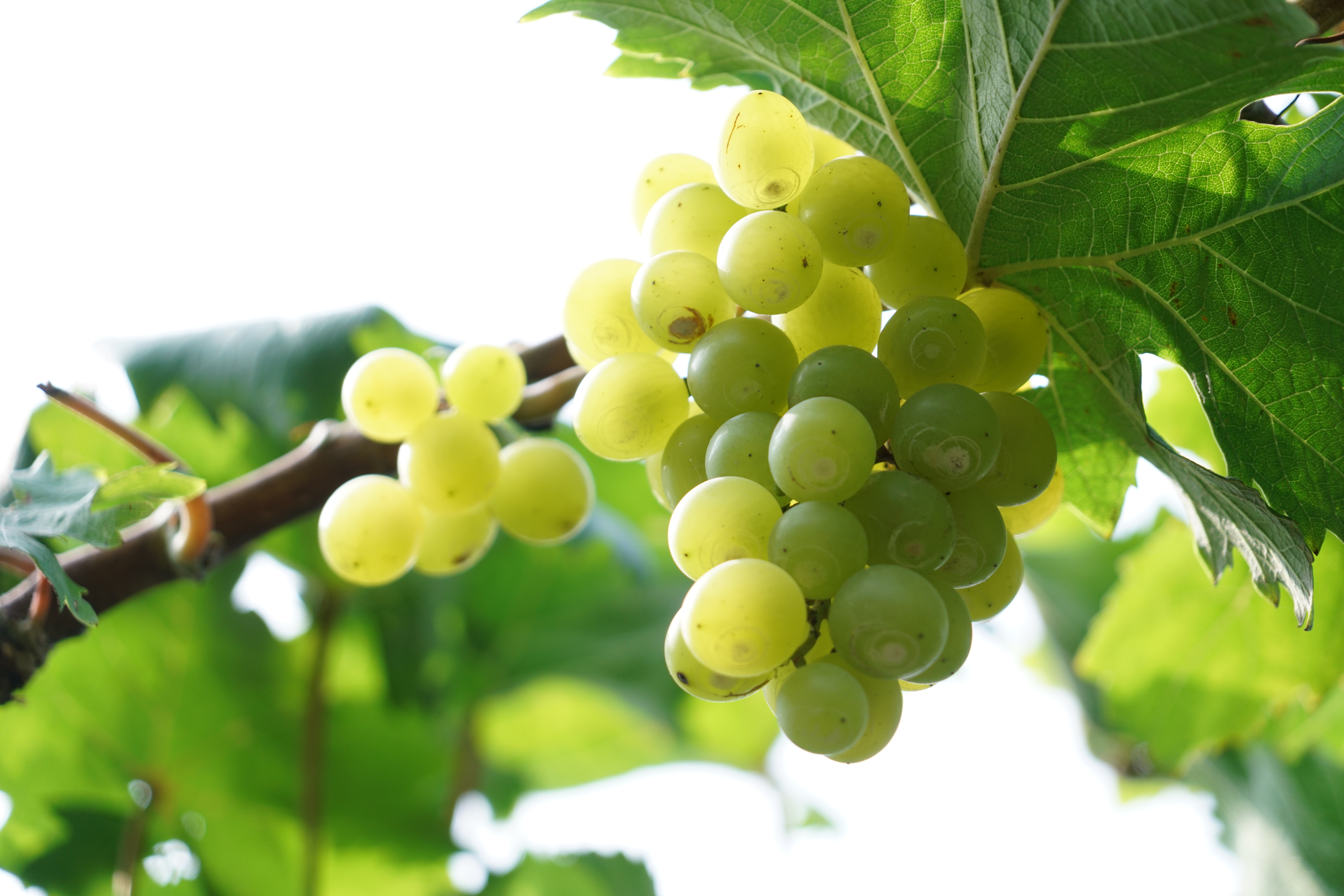 聊城姜堤乐园和周公河乐园哪个好,聊城姜堤乐园附近景区