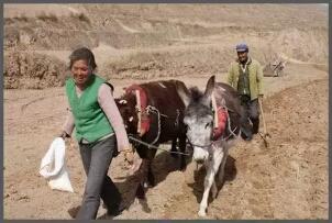 山海情德宝口音,山海情德福讲话