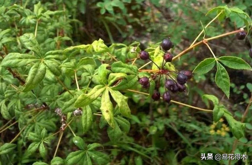 刺五加和五加皮的区别图片对比,刺五加是种什么药材