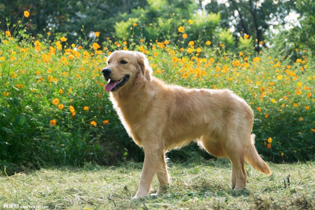 金毛牙龈发黑怎么办,金毛牙龈正常颜色