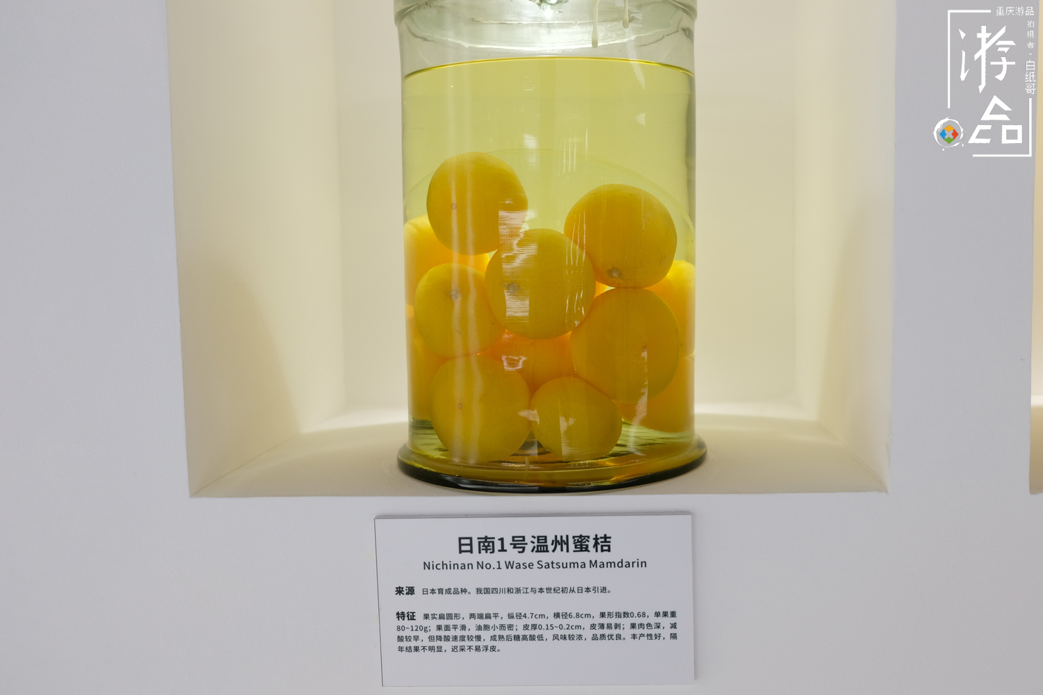 柑橘一共有多少种？很难数清，但三峡橘乡重庆忠县能告诉你答案