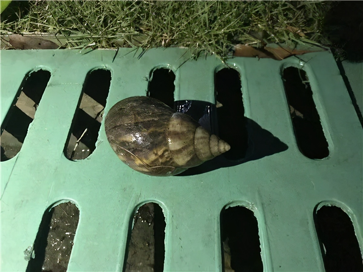 非洲大蜗牛入侵我国，有何可怕之处？为什么吃货也不敢吃？