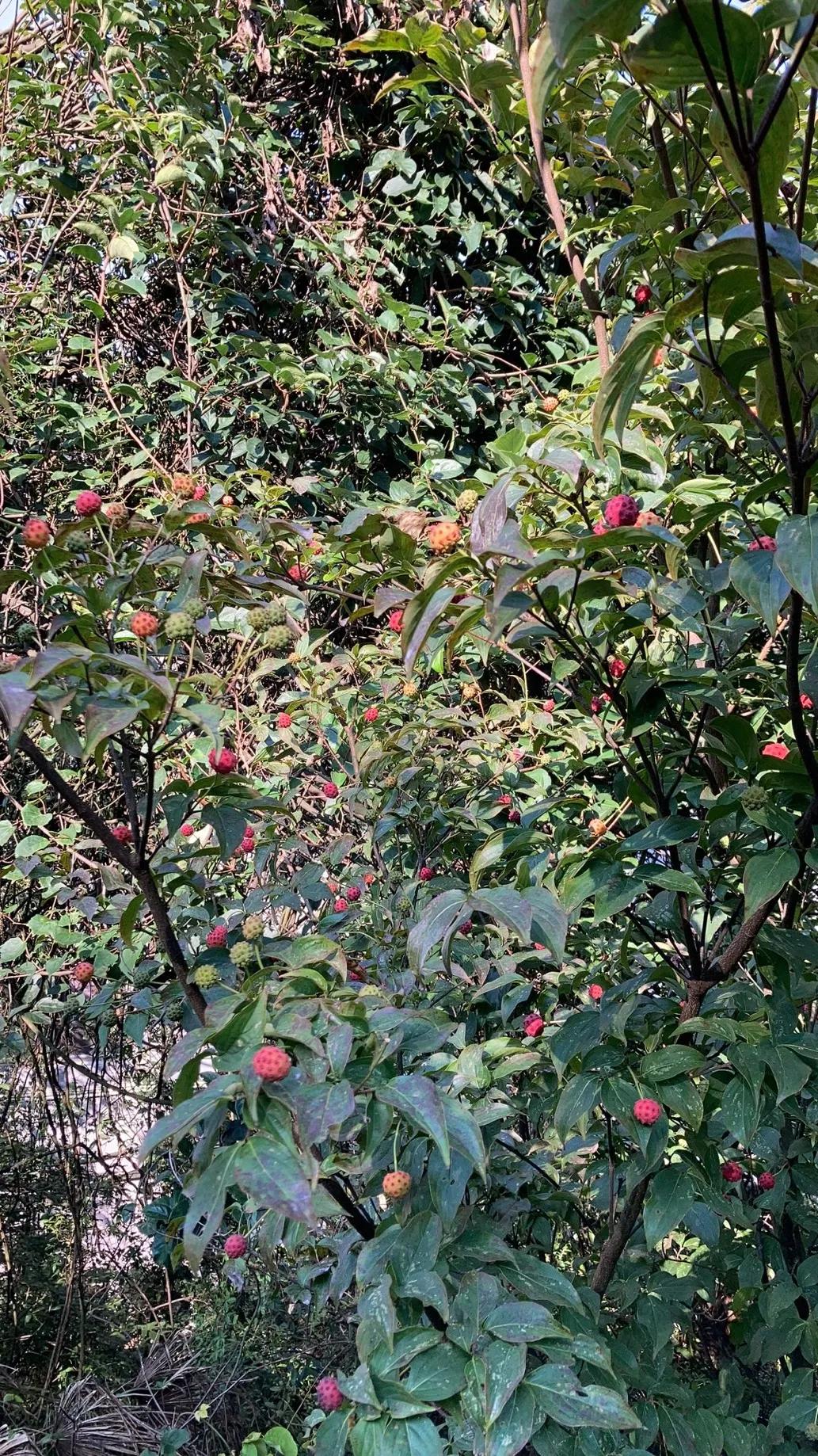 重庆周边摘果子的地方在哪里,重庆12月摘野果