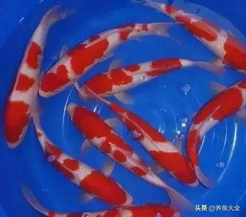 观赏鱼生病的症状及治疗方法,观赏鱼生病了可以用呋喃西林吗