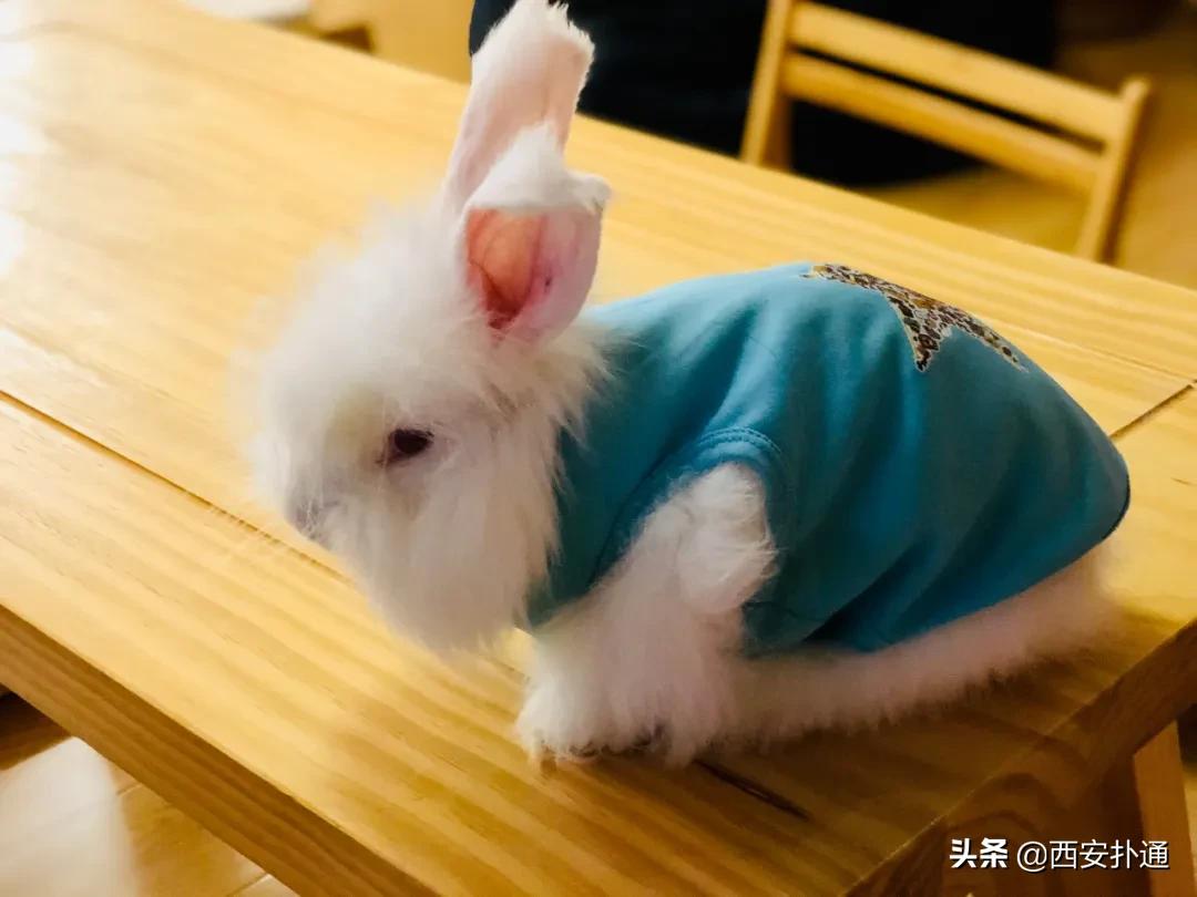 西安撸兔店,西安撸兔体验馆团购