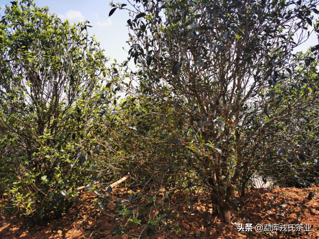 昔归临沧,昔归临沧之王