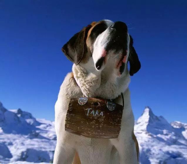 72种名犬分类介绍及图片,72种名犬及图片