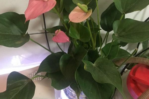 粉掌的花怎么养用不用老浇水,粉掌长不高怎么回事