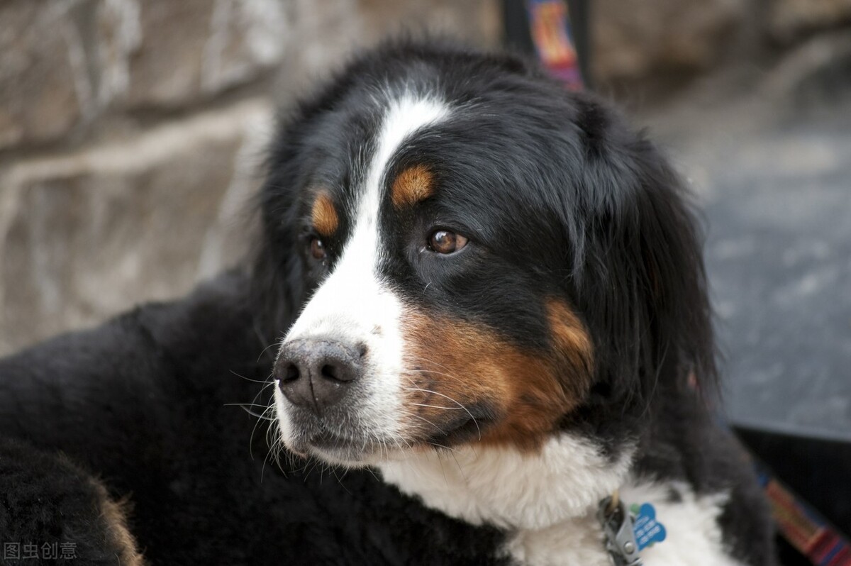 狗狗身上气味难闻怎么处理,狗狗到家吐黄水怎么办