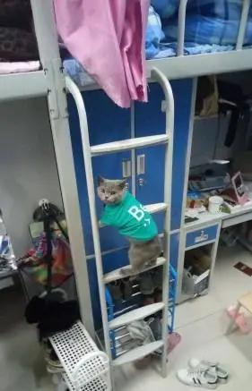 宿舍为什么不可以养猫,该不该在宿舍养猫