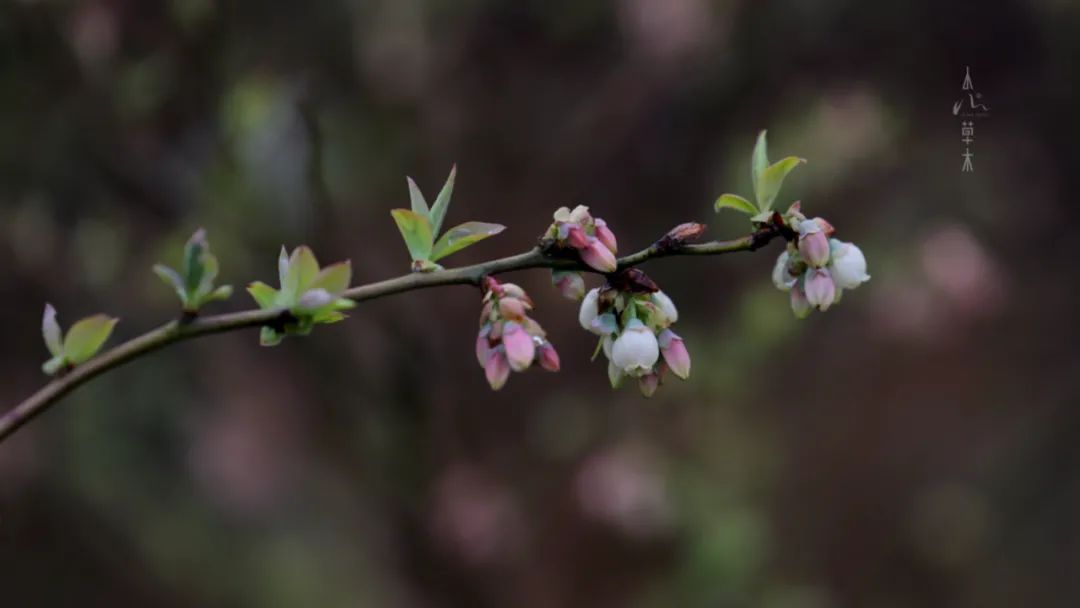 四明山龙观山,四明山国家森林公园樱花