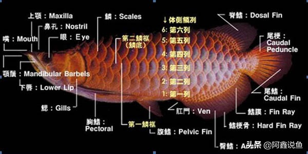 适合新手养的龙鱼品种,龙鱼对于新手来说好养吗